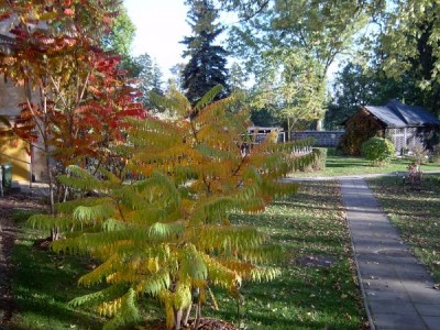 Škumpa ocetná -  stříhanolistá Rhus typhina ´Laciniata, dissecta´ 2004