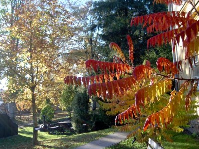 Škumpa ocetná, orobincová Rhus typhina 2004