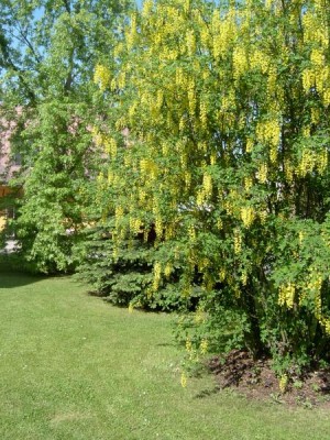 Štědřenec obecný Laburnum anagyroides 2005