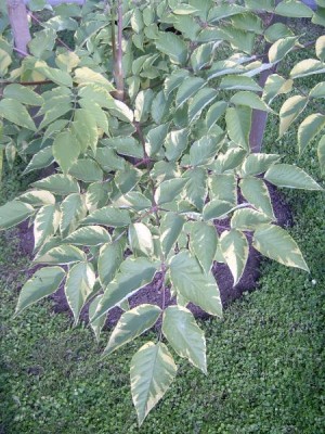 Arálie štíhlá, pestrolistá - Aralia elata ´Aureovariegata´, 2006