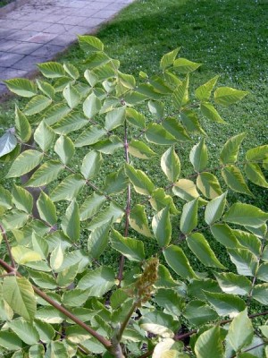 Arálie štíhlá, pestrolistá - Aralia elata ´Aureovariegata´, 2006