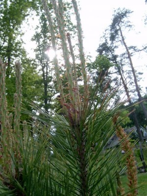 Borovice himalájská, 2006 Pinus wallichiana ´Griffithii´