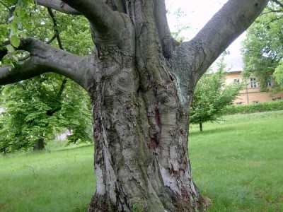 Buk obecný - Fagus sylvatica,  v dolním parku, 2006