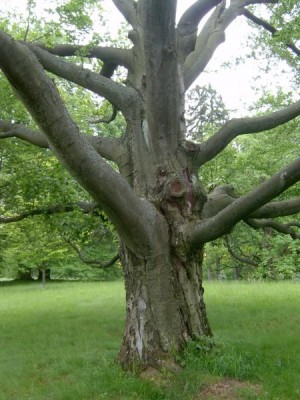 Buk obecný - Fagus sylvatica,  v dolním parku, 2006