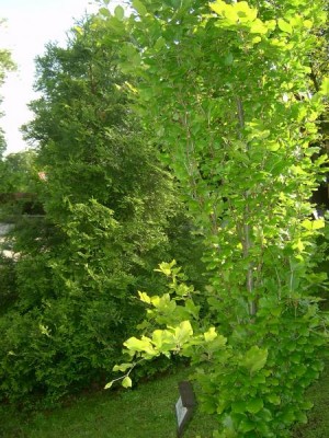 Buk obecný - sloupovitý Fagus sylvatica ´Zlatia´, 2006