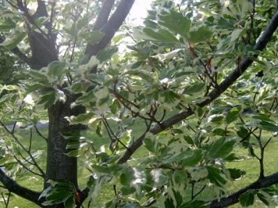 Buk obecný - Fagus sylvatica ´Albovariegata´ 2006
