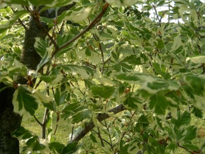 Buk obecný - Fagus sylvatica ´Albovariegata´ 2006