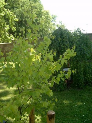 Bříza bradavičnatá Betula verrucosa ´Aurea´, 2006