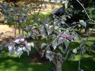 Bříza bradavičnatá Betula verrucosa ´Purpurea´ 2006