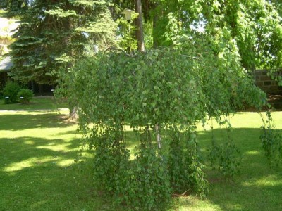 Bříza bradavičnatá - převislá Betula verrucosa ´Pendula youngii´ 2006