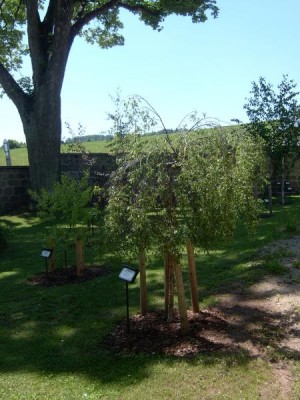 Bříza bradavičnatá - stříhanolistá, Betula verrucosa ´Dalecarlica´, 2006