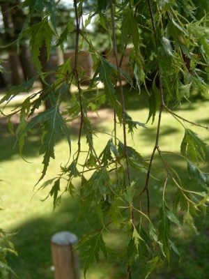 Bříza bradavičnatá - stříhanolistá, 2006 Betula verrucosa ´Dalecarlica´