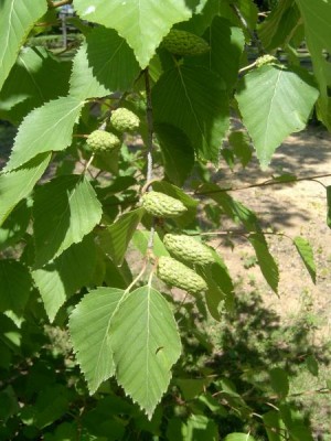 Bříza Ermanova Betula ermanii, 2006