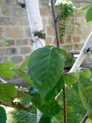 Bříza Jaquemontova Betula jacquemontii, 2006