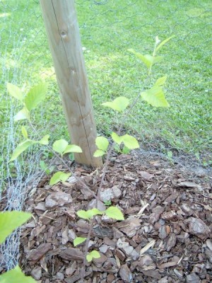 Bříza černá Betula nigra,  druhý rok po výsadbě, 2006