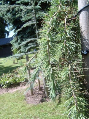 Cedr himalájský - převislý, 2006 Cedrus deodara ´Pendula´