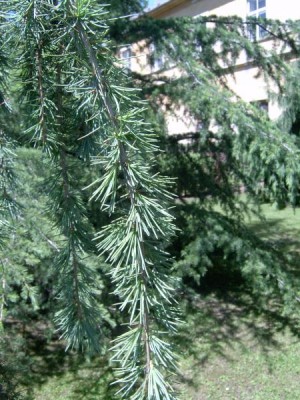 Cedr himalájský - převislý, 2006 Cedrus deodara ´Pendula´
