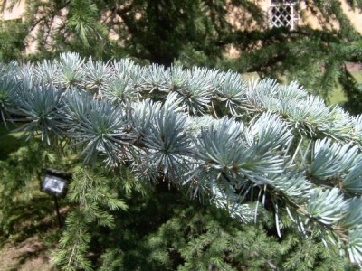 Cedr atlaský - stříbrný Cedrus atlantica ´Glauca´ 2006