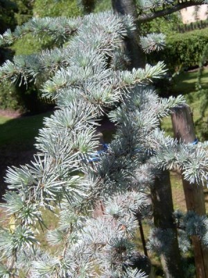 Cedr atlaský - stříbrný Cedrus atlantica ´Glauca´, 2006