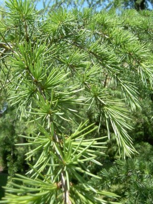 Cedr atlaský Cedrus atlantica, 2006