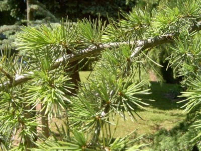 Cedr atlaský Cedrus atlantica, 2006