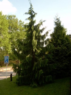 Cypřišek nutkajský - převislý, Chamaecyparis nootkatensis ´Pendula´, 2006