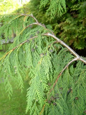 Cypřišek nutkajský - převislý, Chamaecyparis nootkatensis ´Pendula´, 2006