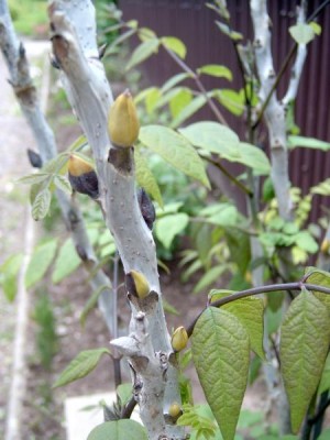 Decaisnea Fargasova Decaisnea fargesii, 2006