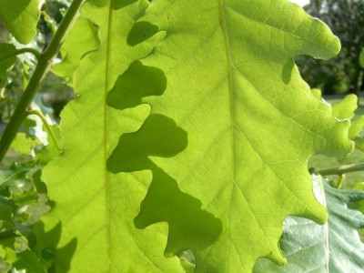 Dub velkokvětý - Quercus macranthera 2006