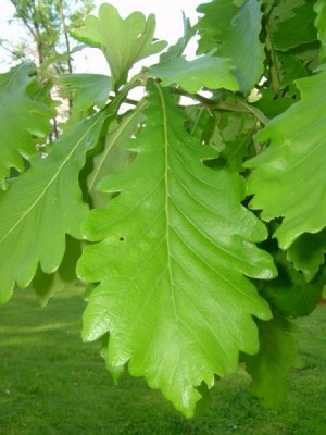Dub zubatý Quercus dentata, 2006