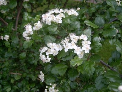 Hloh obecný - pestrolistý Crataegus oxycantha, 2006