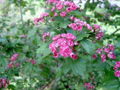 Hloh obecný - plnokvětý, 2006 Crataegus oxycantha ´Paul´s scarlet´