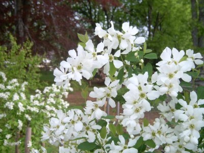 Hroznovec hroznatý Exochorda racemosa, 2006