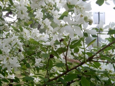 Hroznovec hroznatý Exochorda racemosa, 2006