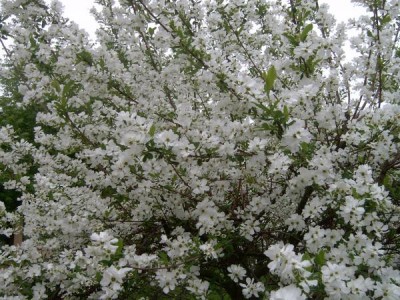Hroznovec hroznatý Exochorda racemosa, 2006