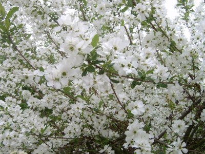Hroznovec hroznatý Exochorda racemosa, detail, 2006