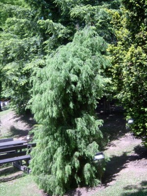 Jalovec tuhý Juniperus rigida, 2006