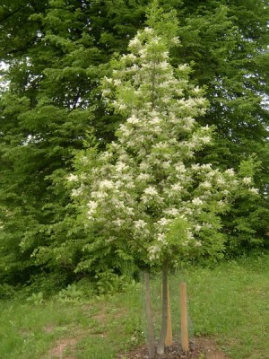 Jasan manový, zimnář Fraxinus ornus, 2006