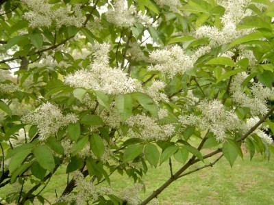 J Jasan manový, zimnář Fraxinus ornus  květenství, 2006