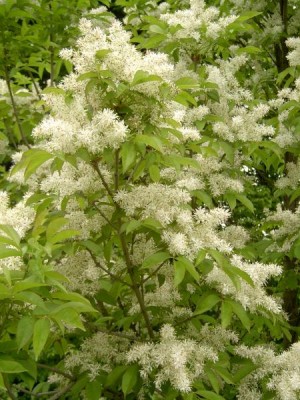 Jasan manový, zimnář Fraxinus ornus  květenství, 2006