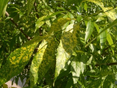Jasan pennsylvánský, Fraxinus pennsylvanica ´Acubaefolia´ 2006
