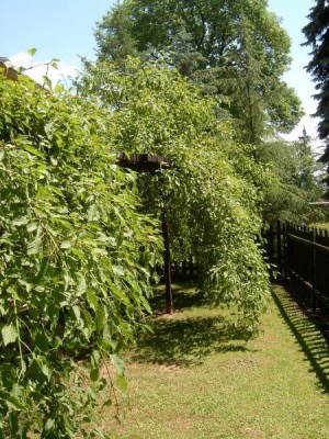 Jasan ztepilý - Fraxinus excelsior ´Heterophylla pendula´ v zahradní besídce, 2006