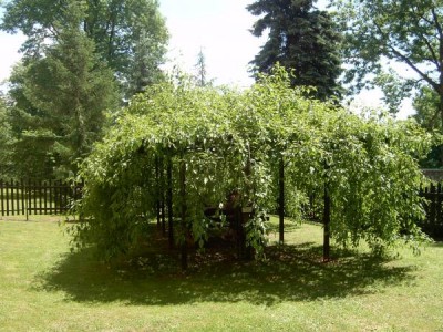 Jasan ztepilý - Fraxinus excelsior ´Heterophylla pendula´ v zahradní besídce, 2006