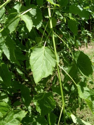 Jasan ztepilý Fraxinus excelsior ´Heterophylla pendula´ detail, 2006