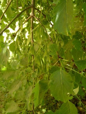 Jasan ztepilý Fraxinus excelsior ´Heterophylla pendula´ detail, 2006