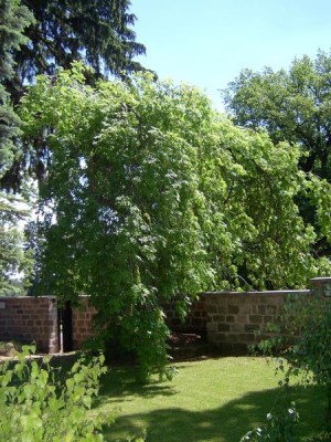Jasan ztepilý - převislý, 2006 Fraxinus excelsior ´Pendula´