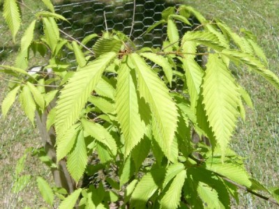 Javor habrolistý Acer carpinifollium 2006