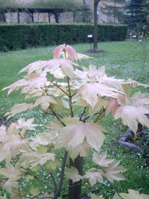 Javor klen - pestrolistý, 2006 Acer pseudoplatanus ´Brilliantissimum´