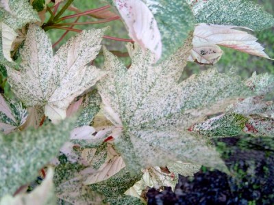 Javor klen - pestrolistý, Acer pseudoplatanus ´Leopoldii´ 2006