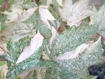 Javor klen - pestrolistý Acer pseudoplatanus ´Leopoldii´ 2006